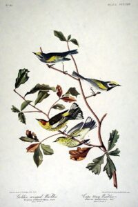 golden-winged warbler, cape may warbler. from”the birds of america” (amsterdam edition)
