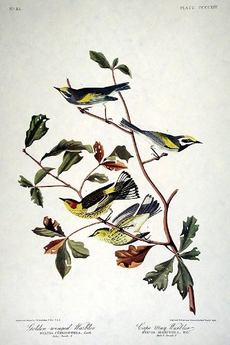 Golden-winged Warbler, Cape May Warbler. From"The Birds of America" (Amsterdam Edition)