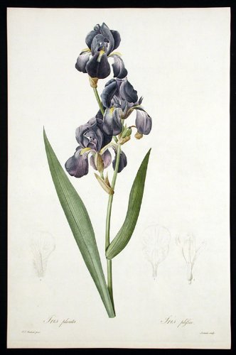 Iris plicata/Iris plissee [Pleated Iris]