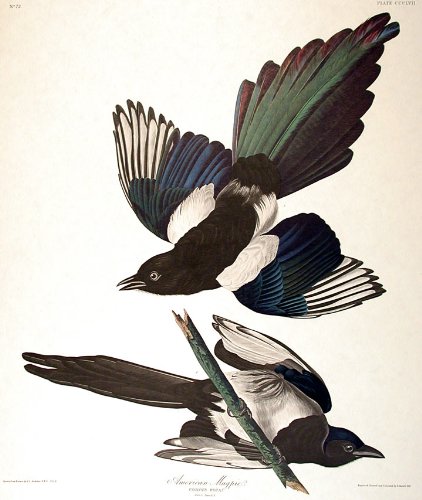 American Magpie. From"The Birds of America" (Amsterdam Edition)