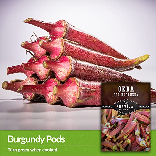 Survival Garden Seeds - Red Burgundy Okra Seed for Planting - Packet with Instructions to Plant and Grow Tender Burgundy Okra Pods in Your Home Vegetable Garden - Non-GMO Heirloom Variety