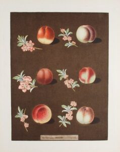 [nectarine] vermash nectarine; violet hΓtive nectarine; roman nectarine; north’s scarlet nectarine; elrouge nectarine; peterborough nectarine