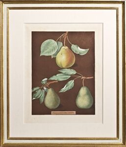 plate 36; cadillac pear