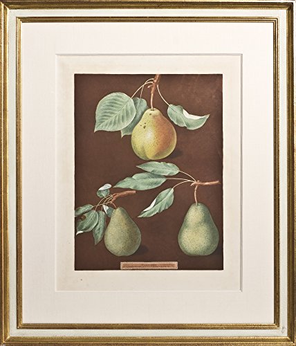 Plate 36; Cadillac Pear