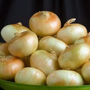 Waveliker Yellow Onion Seeds 300Pcs Spring Sweet Candy Onions Heirloom Vegetable Non-GMO Organic Garden Seed USA Seed Plants of Onion
