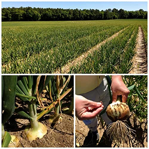 Waveliker Yellow Onion Seeds 300Pcs Spring Sweet Candy Onions Heirloom Vegetable Non-GMO Organic Garden Seed USA Seed Plants of Onion