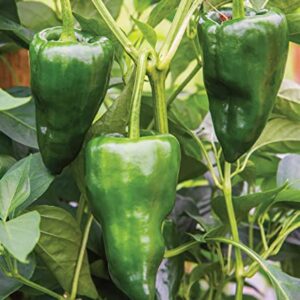 Burpee Poblano' (Ancho) 4" Heart-Shaped Dark Green to Red Peppers, 100 Seeds