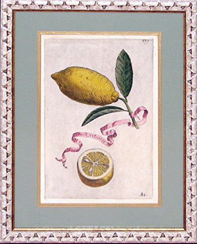 Plate 193: Limon Vvlgaris