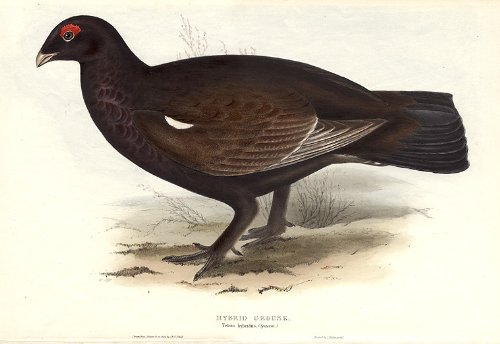 Hybrid Grouse. Tetrao hybridus