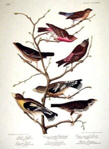 lazuli finch, crimson-necked bull-finch, grey-crowned linnet, cow-pen bird, evening grosbeak, brown longspur. from”the birds of america” (amsterdam edition)