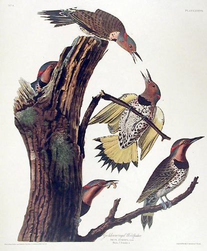 Golden-winged Woodpecker. From"The Birds of America" (Amsterdam Edition)