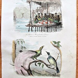 Antique Copperplate Engraving: A Meal and the Bird of Paradise