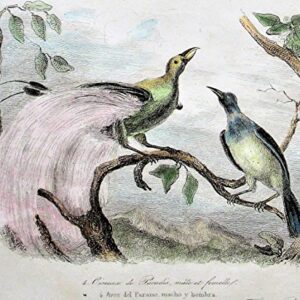 Antique Copperplate Engraving: A Meal and the Bird of Paradise