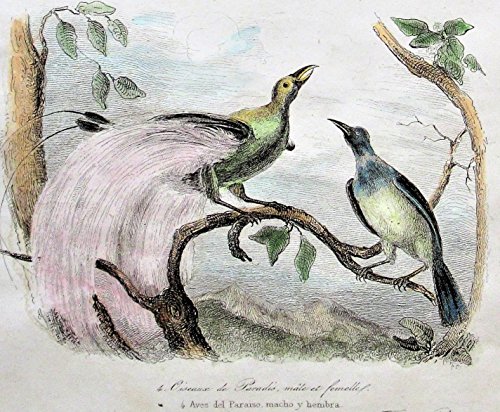 Antique Copperplate Engraving: A Meal and the Bird of Paradise