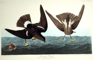 stormy petrel. from”the birds of america” (amsterdam edition)