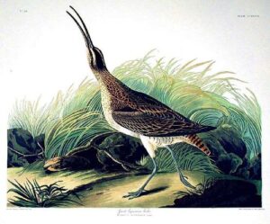 great esquimaux curlew. from”the birds of america” (amsterdam edition)