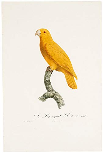 [Golden parakeet or conure] Le Perroquet d'Or