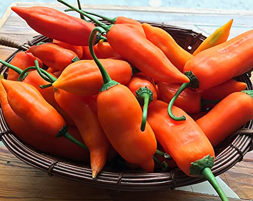 Jesseniaagne 50 Seeds Aji Amarillo Peppers Garden Fresh Vegetables Healthy Planting