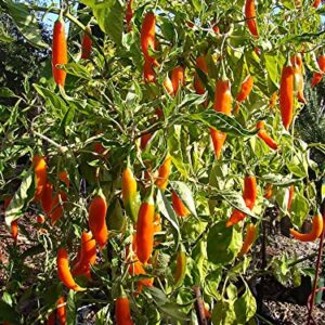 Jesseniaagne 50 Seeds Aji Amarillo Peppers Garden Fresh Vegetables Healthy Planting