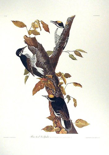 Three-toed Woodpecker. From"The Birds of America" (Amsterdam Edition)