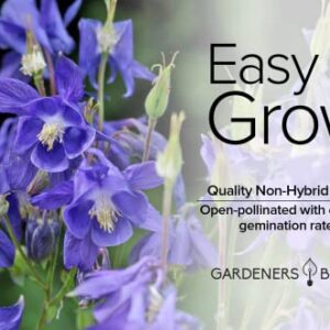 Blue Columbine Seeds for Planting (Aquilegia Seeds) - Beautiful Blue Perennial Flower to Plant in Your Flower Garden Open Pollinated, Non-GMO by Gardeners Basics