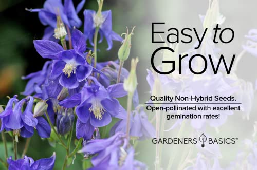 Blue Columbine Seeds for Planting (Aquilegia Seeds) - Beautiful Blue Perennial Flower to Plant in Your Flower Garden Open Pollinated, Non-GMO by Gardeners Basics