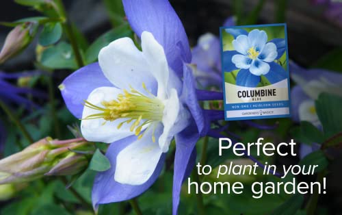 Blue Columbine Seeds for Planting (Aquilegia Seeds) - Beautiful Blue Perennial Flower to Plant in Your Flower Garden Open Pollinated, Non-GMO by Gardeners Basics