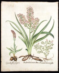 [asphodel] asphodelus maior albus; [spotted orchid] cinosorchis flore purpureo; [spiked fumitroy] fumarra rubra tenuifolia