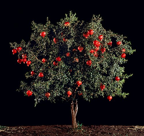 Pomegranate Tree Seeds for Planting, 30+ Fruit Tree Seeds, Tall & Beautiful Tree, (Isla's Garden Seeds), 85% Germination Rates, Great Home Garden Gift