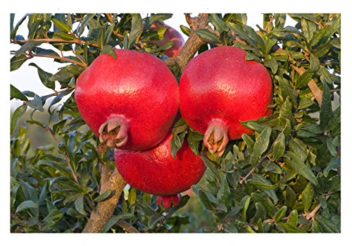 Pomegranate Tree Seeds for Planting, 30+ Fruit Tree Seeds, Tall & Beautiful Tree, (Isla's Garden Seeds), 85% Germination Rates, Great Home Garden Gift