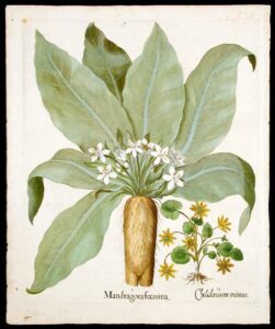 [mandrake] mandragora foemina; [lesser celandine or buttercup] chelidonium minus