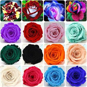 200+ mixed color rose seeds for garden planting 16 varieties of bush perennial shrub heirloom 90% germination rate open pollinated wonderful gardening gifts