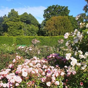 200+ Mixed Color Rose Seeds for Garden Planting 16 Varieties of Bush Perennial Shrub Heirloom 90% Germination Rate Open Pollinated Wonderful Gardening Gifts
