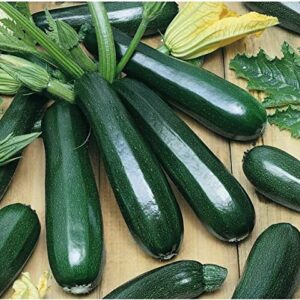 David's Garden Seeds Zucchini Black Beauty FBA-0007 (Green) 25 Non-GMO, Heirloom Seeds