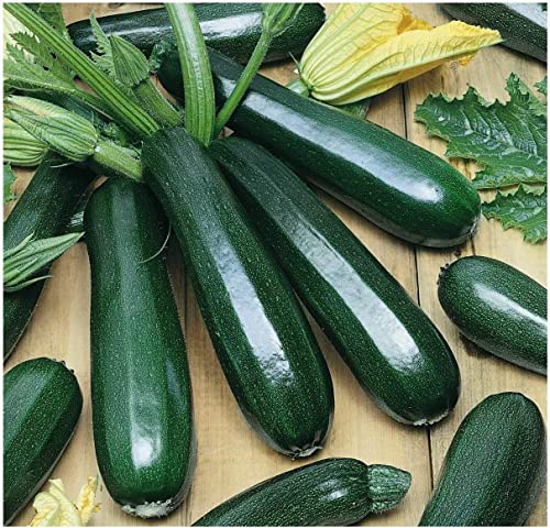 David's Garden Seeds Zucchini Black Beauty FBA-0007 (Green) 25 Non-GMO, Heirloom Seeds