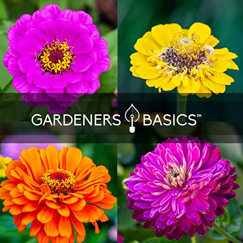 Zinnia Seeds for Planting Outdoors Flower Seeds (5 Variety Pack) Thumbelina, Lilliput, Envy, Purple Prince and Pompon Varieties for Butterflies, Bees, Pollinators Wildflower Seed by Gardeners Basics