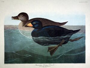american scoter duck. from”the birds of america” (amsterdam edition)
