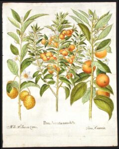 [seville orange] poma aurantia nana dicta; [citron] mala medica seu citria; [orange] poma aurantia
