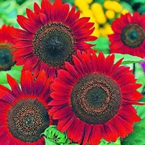 RattleFree Velvet Queen Sunflower Seeds for Planting | Heirloom | Non-GMO | 50 Sunflower Seeds per Planting Packet | Fresh Garden Seeds