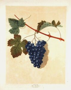 [grapes] blue muscadine grape