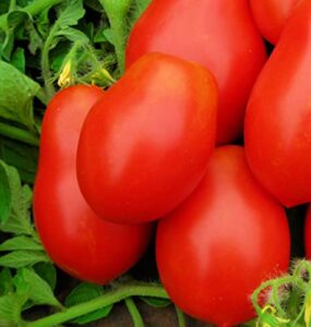 250 roma vf tomato seeds | non-gmo | heirloom | instant latch garden seeds | vegetable seeds