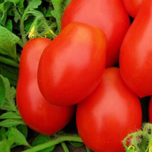 250 Roma VF Tomato Seeds | Non-GMO | Heirloom | Instant Latch Garden Seeds | Vegetable Seeds