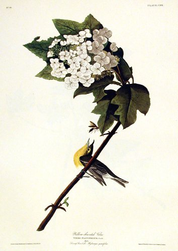 Yellow-throated Vireo. From"The Birds of America" (Amsterdam Edition)