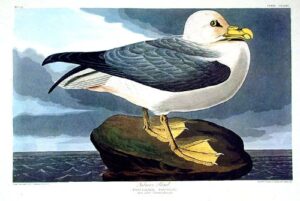 fulmar petrel. from”the birds of america” (amsterdam edition)