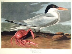 cayenne tern. from”the birds of america” (amsterdam edition)