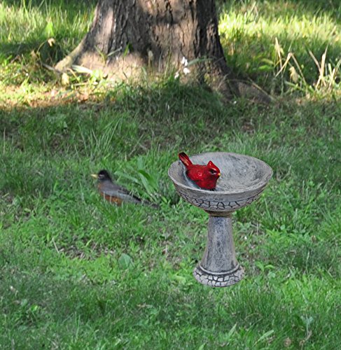 G & F Products MiniGardenn 10027 Fairy Garden Polyresin Miniature, Cardinal Birdbath Pick