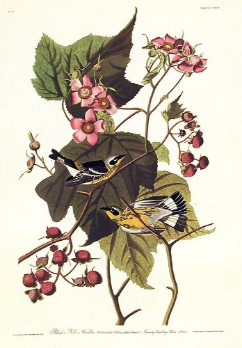 Black & Yellow Warbler. From"The Birds of America" (Amsterdam Edition)