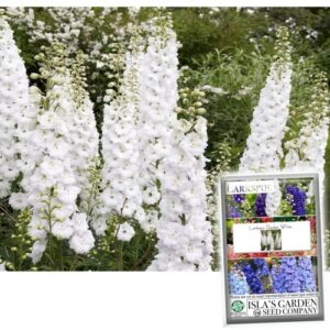white larkspur rocket flower seeds for planting, 250+ seeds per packet, (isla’s garden seeds), non gmo & heirloom seeds, botanical name: delphinium consolida, great home garden gift