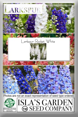 White Larkspur Rocket Flower Seeds for Planting, 250+ Seeds Per Packet, (Isla's Garden Seeds), Non GMO & Heirloom Seeds, Botanical Name: Delphinium Consolida, Great Home Garden Gift