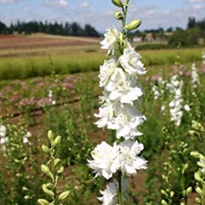 White Larkspur Rocket Flower Seeds for Planting, 250+ Seeds Per Packet, (Isla's Garden Seeds), Non GMO & Heirloom Seeds, Botanical Name: Delphinium Consolida, Great Home Garden Gift